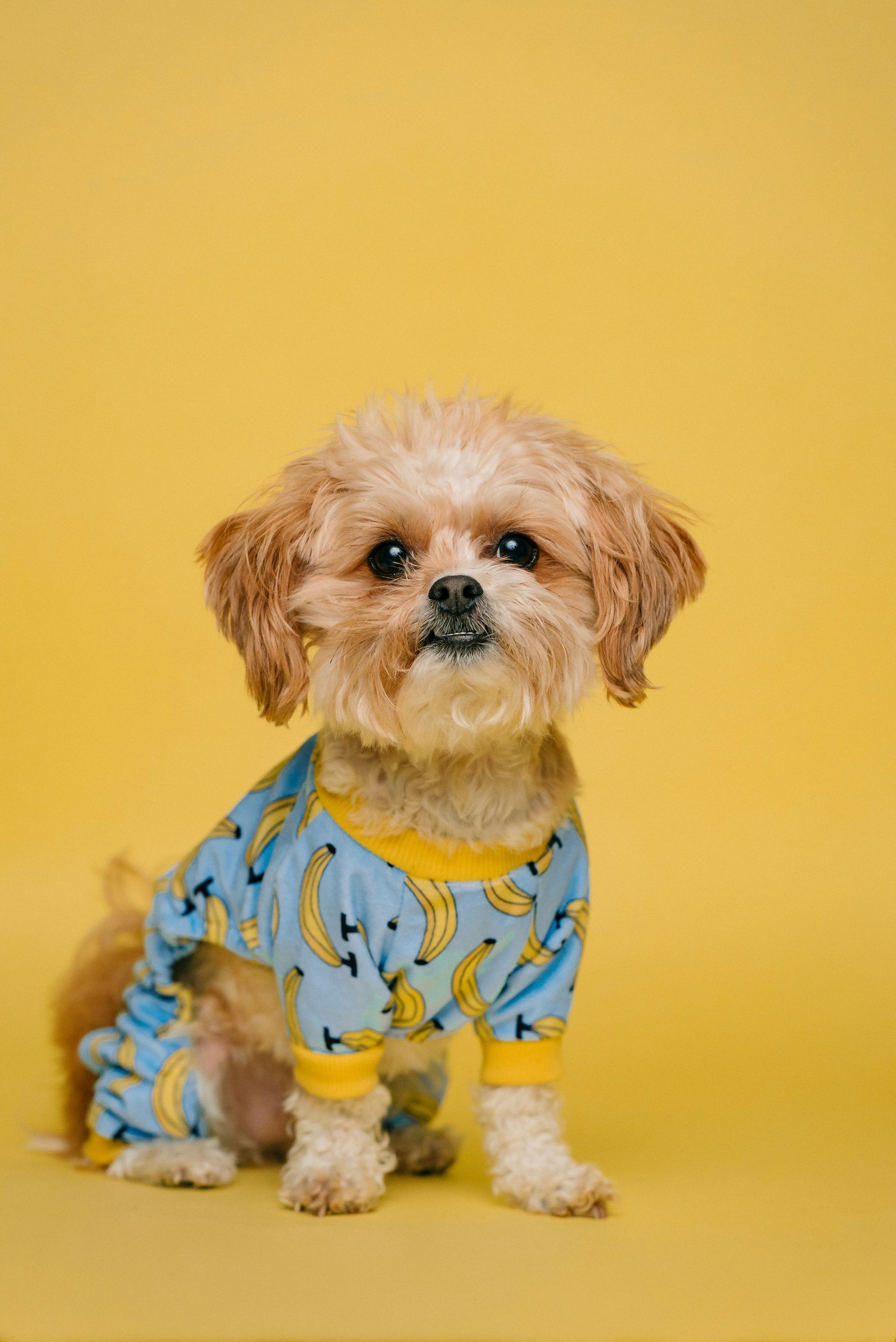 A small dog wearing blue pajamas with a yellow banana pattern on a yellow background