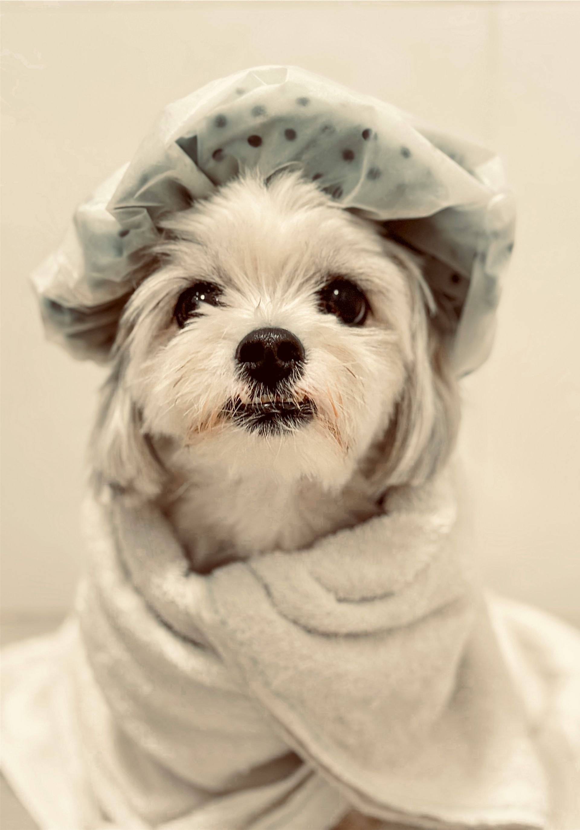A small white dog wrapped in a towel